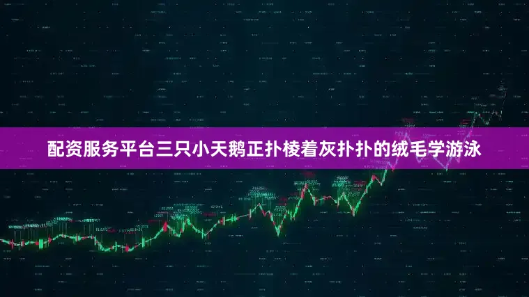 配资服务平台三只小天鹅正扑棱着灰扑扑的绒毛学游泳